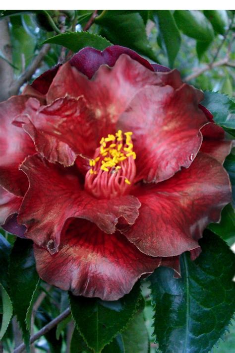 Camellia black maguc